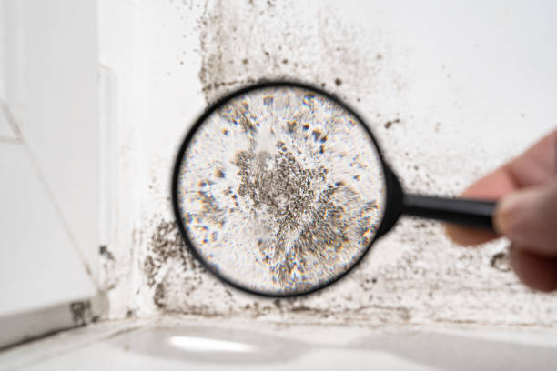 Reliable Ardmore, AL Mold Remediation Solutions